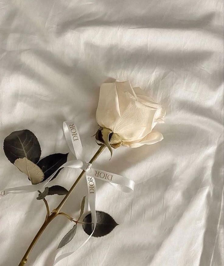 Morning Dew: Freshness in Every Petal